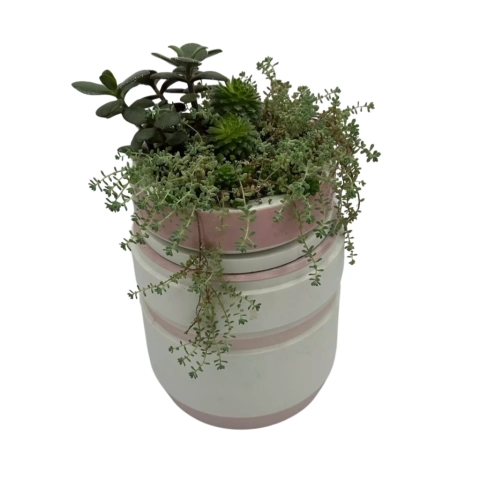 Urne plante 